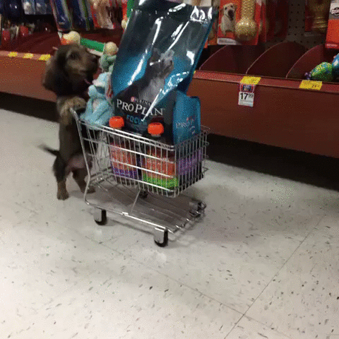 puppy-grocery-shopping